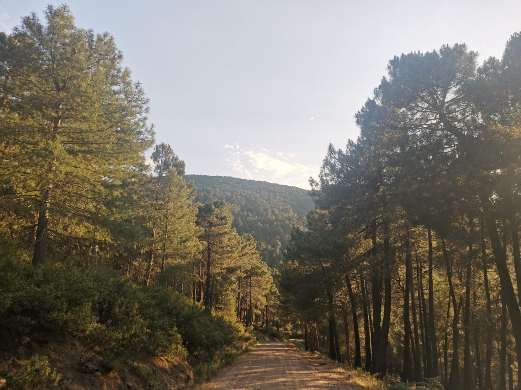 Vila Bonita Casa En El Bosque - El Tiemblo Exteriér fotografie
